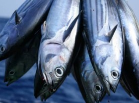 Image: Tuna exports maintain positive status during these first months