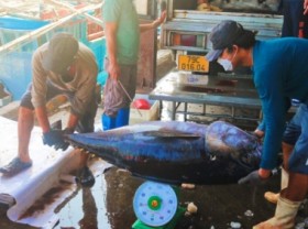 Image: Tuna prices are at a record high of VND 149,000