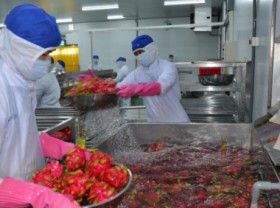 Image: Which efforts taken by Vietnamese dragon fruit industry to lessen reliance on the Chinese market?