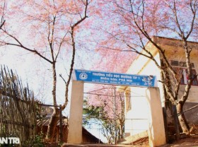 Image: Satisfied with the brilliant cherry blossoms in the remote region