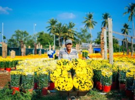 Image: Spring arrives in Cái Mơn flower village
