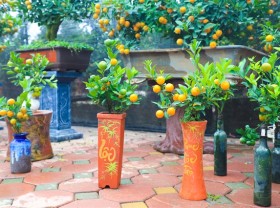 Image: Tứ Liên kumquat trees popular ahead of Tết