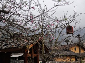 Image: The places to see cherry apricots in Vietnam