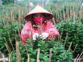 Image: The profession of cutting leaves and breaking buds “makes money” during Tet