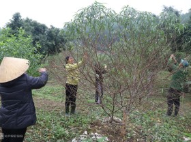 Image: The profession of plucking peach leaves for hire