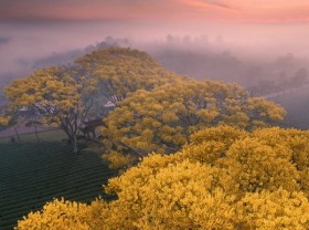 Image: Bao Loc golden phoenix blooms during Tet