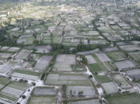 Image: Harvest Kieu to sell Tet