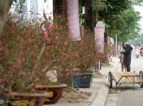 Image: New Year peach trees for rent only