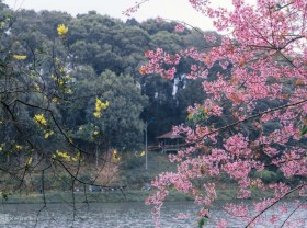 Image: Plum cherries bloom in Mang Den