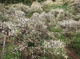 Image: Plum flowers bloom “white sky” as beautiful as a fairy in Moc Chau