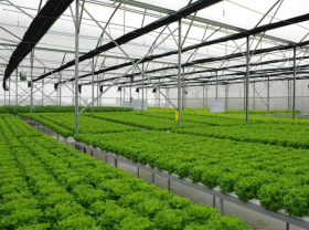 Image: Hachi introduces smart hydroponic system for urban homes and farms