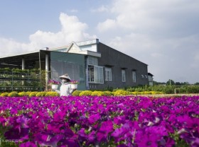 Image: Tet flowers blooming in Sa Dec