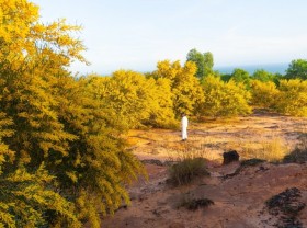 Image: The carpet of bright yellow flowers in Phan Thiet