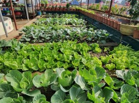 Image: The family brings vegetable fields, ditches, chicken farms to the terrace