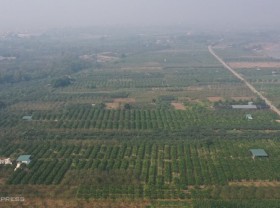 Image: The village grows Buddha’s hand during Tet