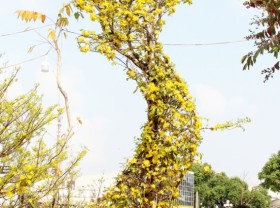 Image: Vietnam map-shaped yellow apricot tree surprises viewers in Mekong Delta