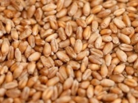 Image: Taliban increase payment in wheat as economic crisis deepens