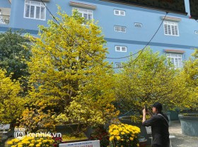 Image: 200 years old apricot flowers dyed a corner of the Western sky yellow, guests flocked to “check-in” during Tet,