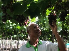 Image: A grape variety used both in eating and in wine processing