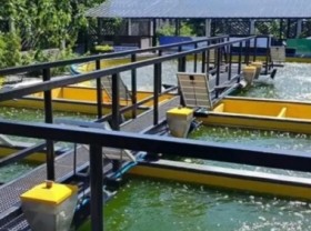 Image: Aquaculture with 4.0 technology - Things to note