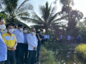 Image: Bac Lieu province boosts shrimp - rice model