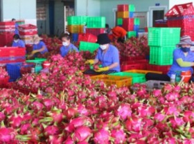 Image: Dragon fruit needs a revolution to production reorganization