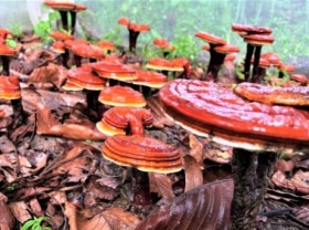 Image: Herbal plant: Proper solution for economic development under forest canopy