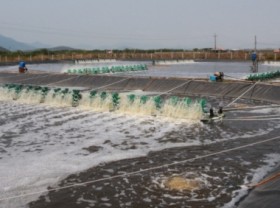 Image: Khanh Hoa province applys high technology in shrimp farming