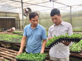 Image: Lam Dong still have difficulties when applying in vitro plant tissue culture
