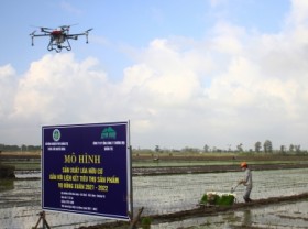 Image: Organic rice in Quang Tri aims at the US and European markets