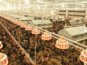 Image: Poultry industry on road to recovery, breeding chicken market warm again