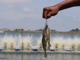 Image: Shrimp and salmon industry will turn on a new leaf in 2022