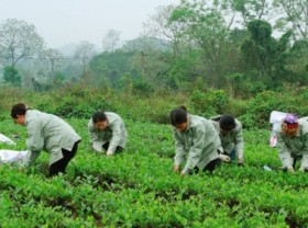 Image: Spring, the time to think about Thai tea