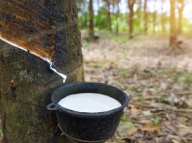 Image: Ten world's largest rubber importers boost purchases of Vietnamese rubber