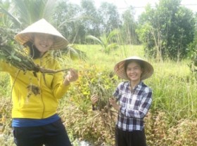 Image: Two ‘ginseng women’ of alum land from the Southwest