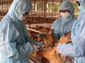 Image: Veterinary medicine – a decisive factor in agriculture development