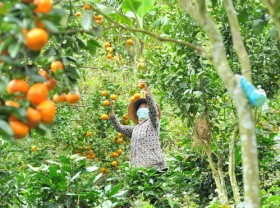 Image: The capital of ripe tangerines on the rocky mountains of Lam Dong