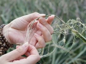 Image: Fiber products reach foreign markets