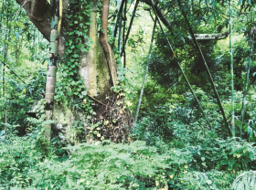 Image: The treasure of Dong Dang Village