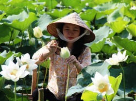 Image: White lotus flowers thrive again in Tinh Tam lake
