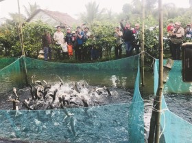 Image: Agriculture to become a tourism beacon in Cần Thơ City