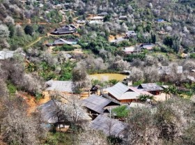 Image: H’Mong village in medlar flower season