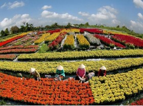 Image: ‘Lost’ in the flower village of Ba Bo Can Tho check-in virtual life and watch the flowers show off their ‘heartbreaking’ beauty