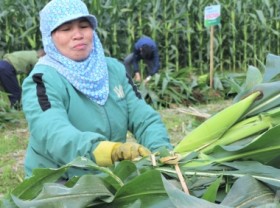 Image: Agriculture cooperative support - Many policies, few resources!