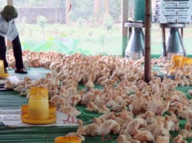 Image: Biosecurity in livestock production increases survival rate to 95%