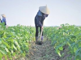 Image: Bring agricultural land onto ‘exchanges’
