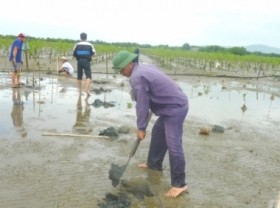 Image: Developing mangroves forests costs 3 times more than inland