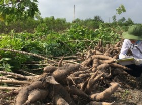 Image: Disease-resistant and disease-free cassava types to be urgently planted