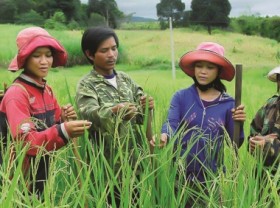 Image: Efficient agroforestry models for Northwest provinces