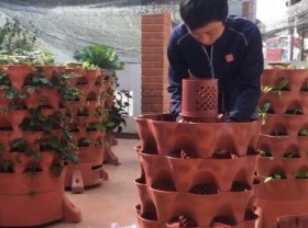 Image: Killing two birds with one stone thanks to organic vegetable towers